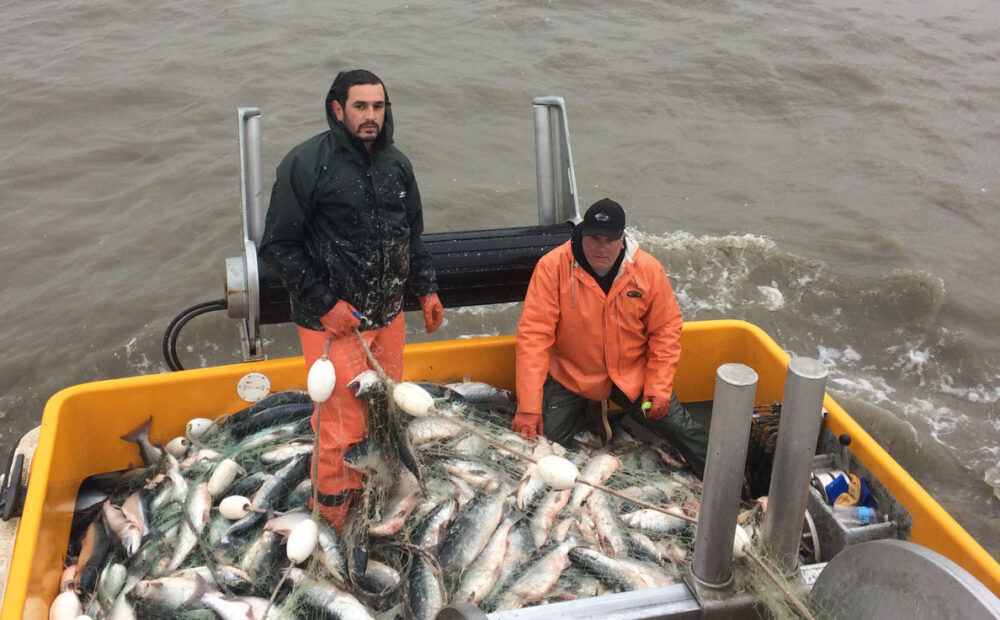 Domenicos on the Wharf fish that have been caught